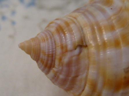 conferma Phalium granulatum freak